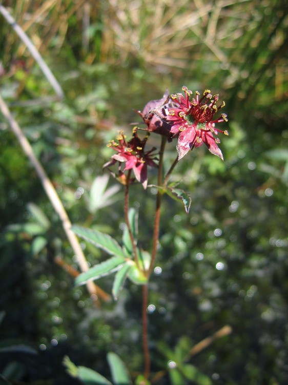 Potentilla palustris